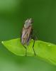 Pherbellia sp.